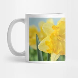 Narcissus  &#39;Blazing Starlet&#39;    Div 11a  Split-corona Collar Daffodil Mug